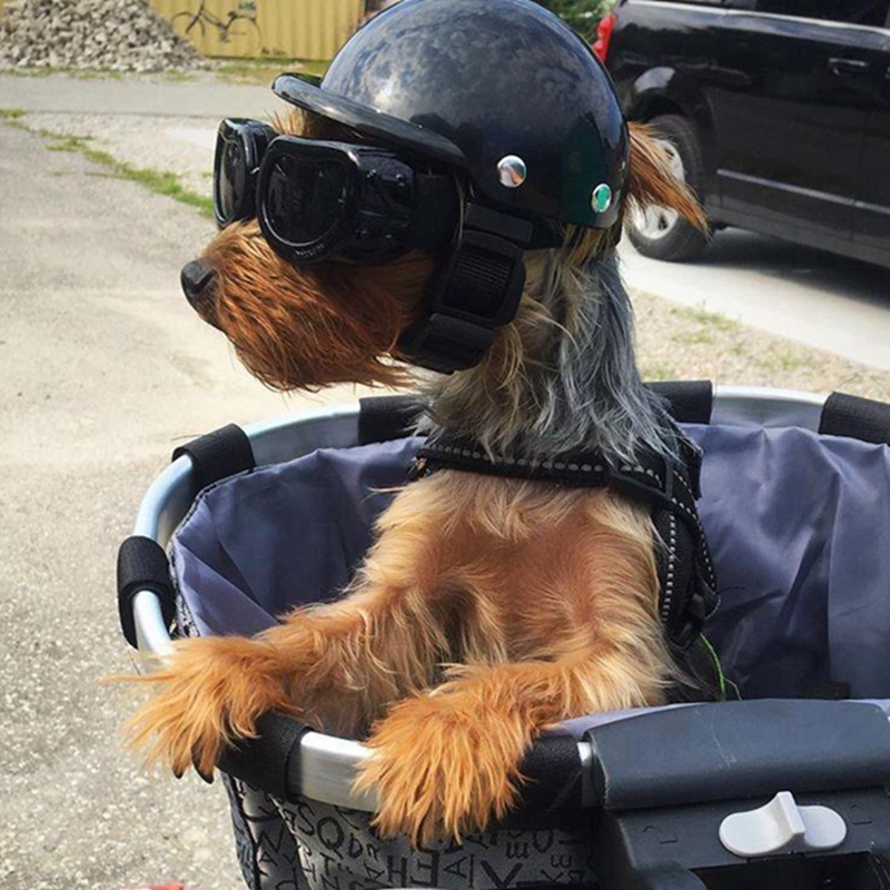 Motorcycle Gear Dogs - Capacetes para animais de estimação, cachorro,